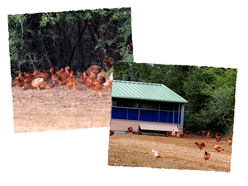Poulet élevé en plein air - volailles de Donnery - Loiret